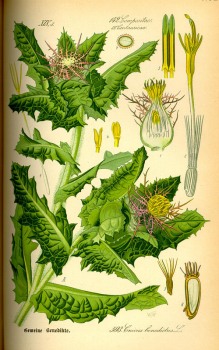Kardobenediktenkraut (Benediktenkraut) bio